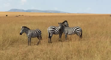 Kenya Safaris