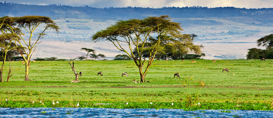 lake naivasha