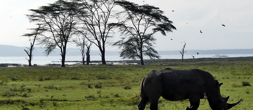 Lake Nakuru National Park