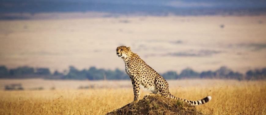 Masai Mara Game Reserve
