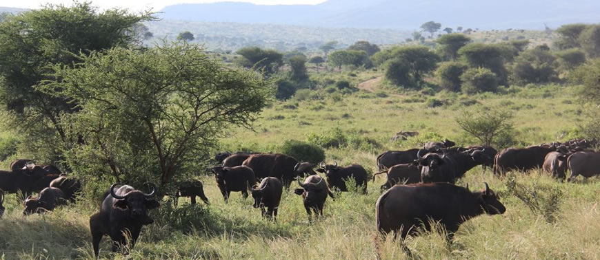 Tsavo West National Park