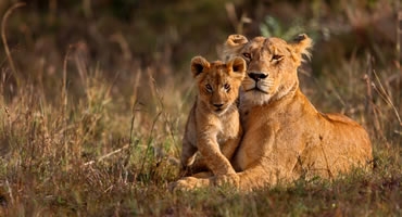 5-Day Serengeti Wildebeest Migration Safari