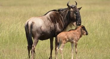 7-Day Wildebeest Luxury Safari