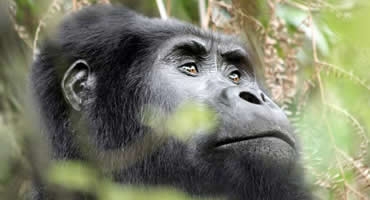 8-Day Gorilla Trekking in Uganda
