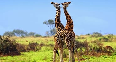 8-Day Uganda Explorer Safari