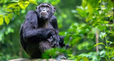 8-Day Uganda Primate Safari